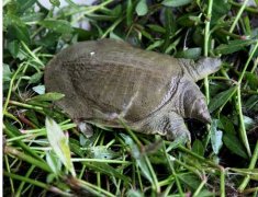 龟鱼鳖病用仙鹤草治疗效果好