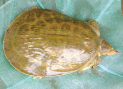 肉龟的科学养殖技术